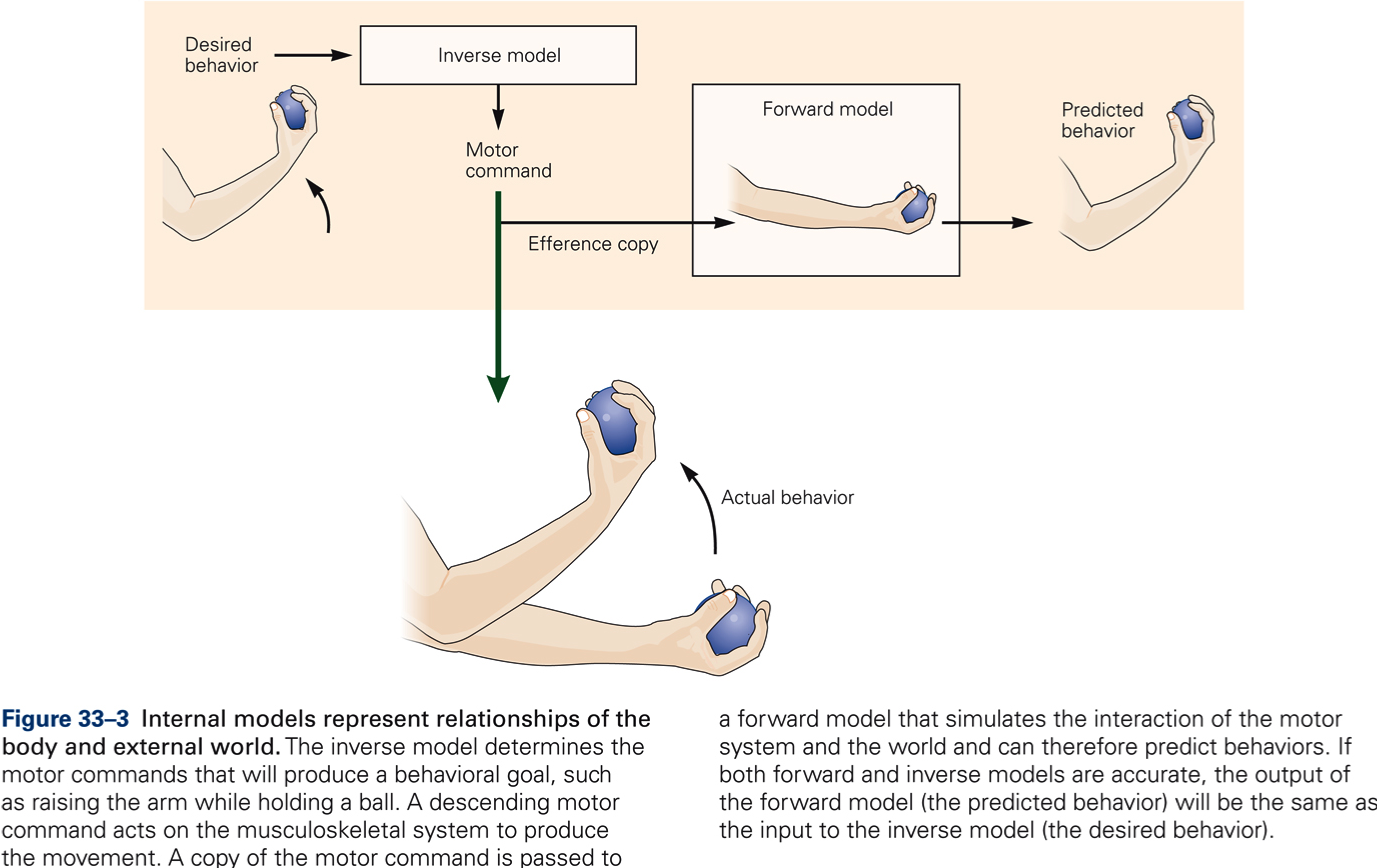 Introduction To Neural Control Of Movement Kines Introductory