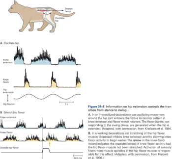 Locomotion Kines Neural Control Of Movement