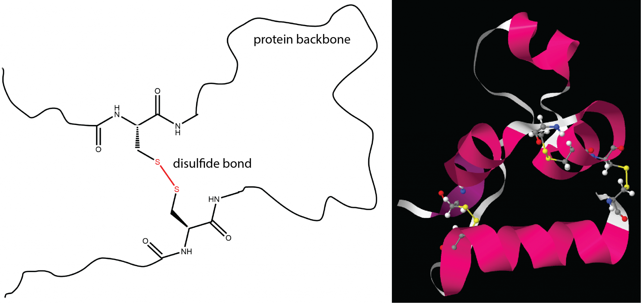 Day Condensation Polymers Proteins Chemistry Fall