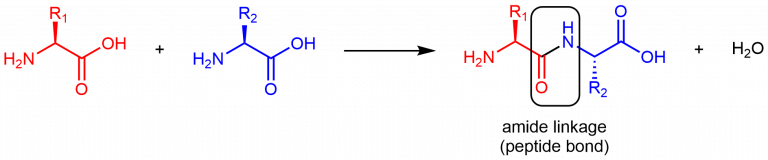 Day Condensation Polymers Proteins Chemistry Fall