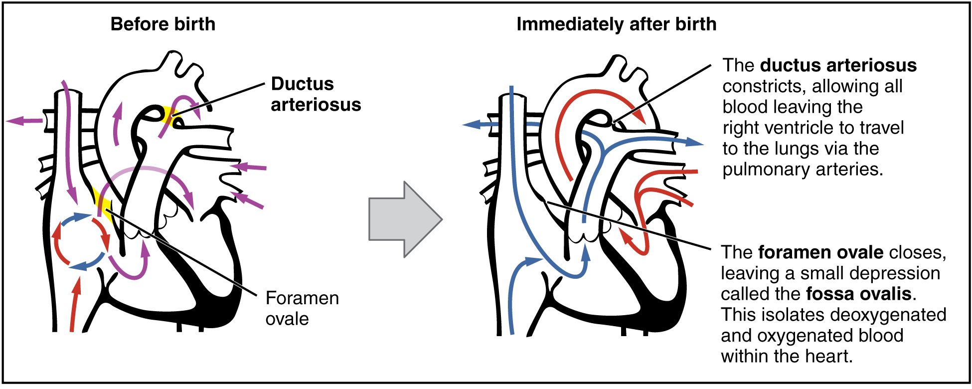 Module Heart And Great Vessels Anatomy Ereader