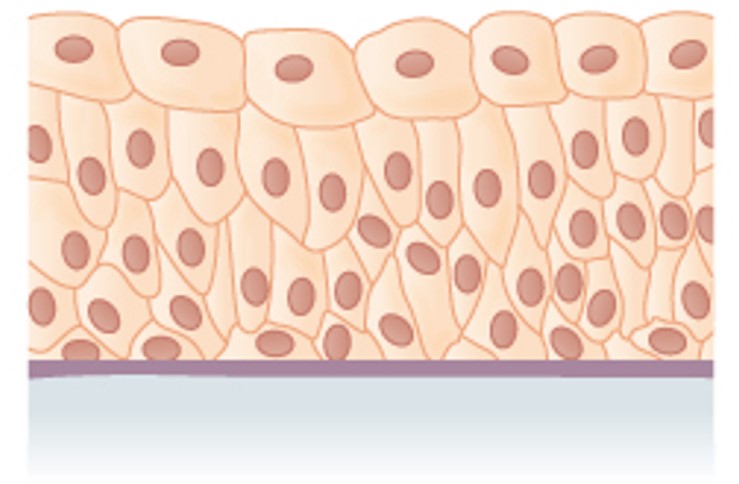 Module Tissues I Epithelial And Connective Anatomy Ereader