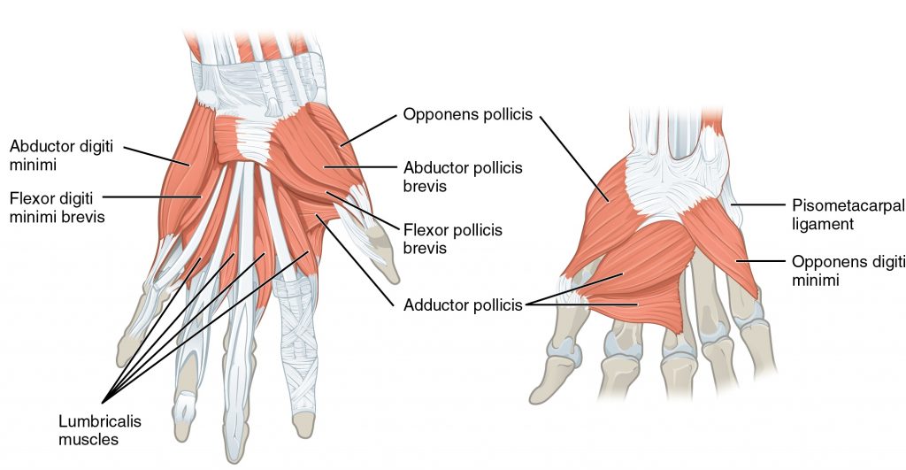 Intrinsic Muscles of the Hand – Mind & Motion Anatomy