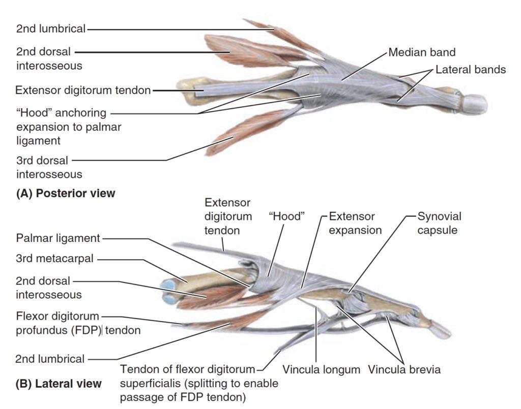 Intrinsic Muscles of the Hand – Mind & Motion Anatomy