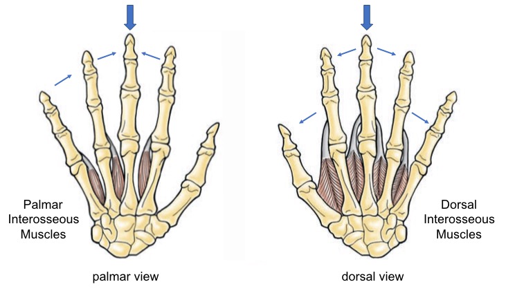 Intrinsic Muscles of the Hand – Mind & Motion Anatomy