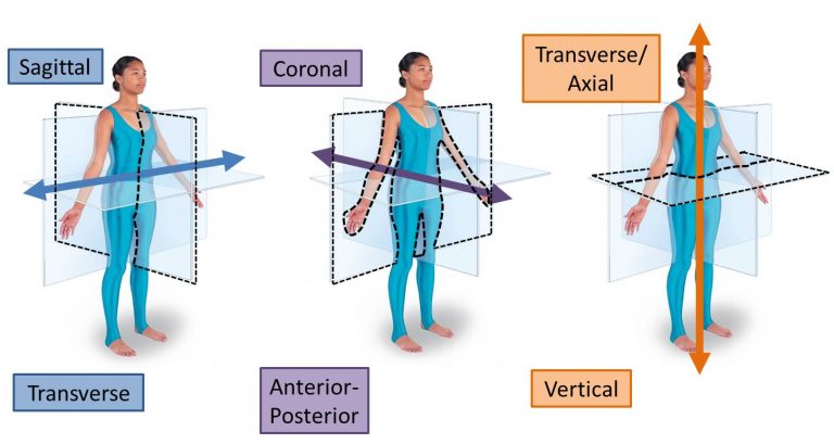 Limb Development – Mind & Motion Anatomy