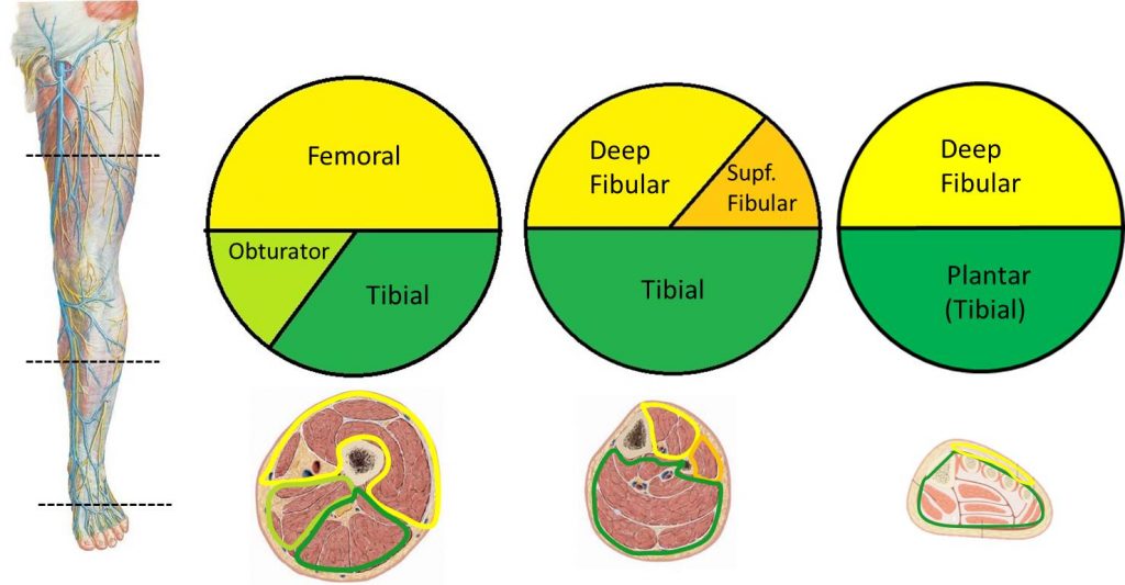 Limb Development – Mind & Motion Anatomy