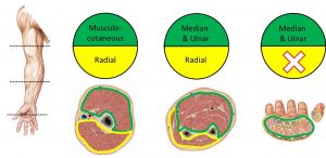 Limb Development – Mind & Motion Anatomy