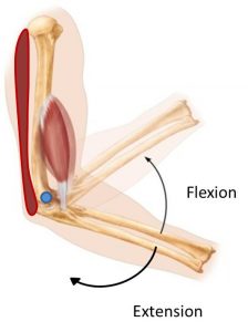 Limb Development – Mind & Motion Anatomy