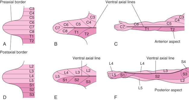 Limb Development – Mind & Motion Anatomy