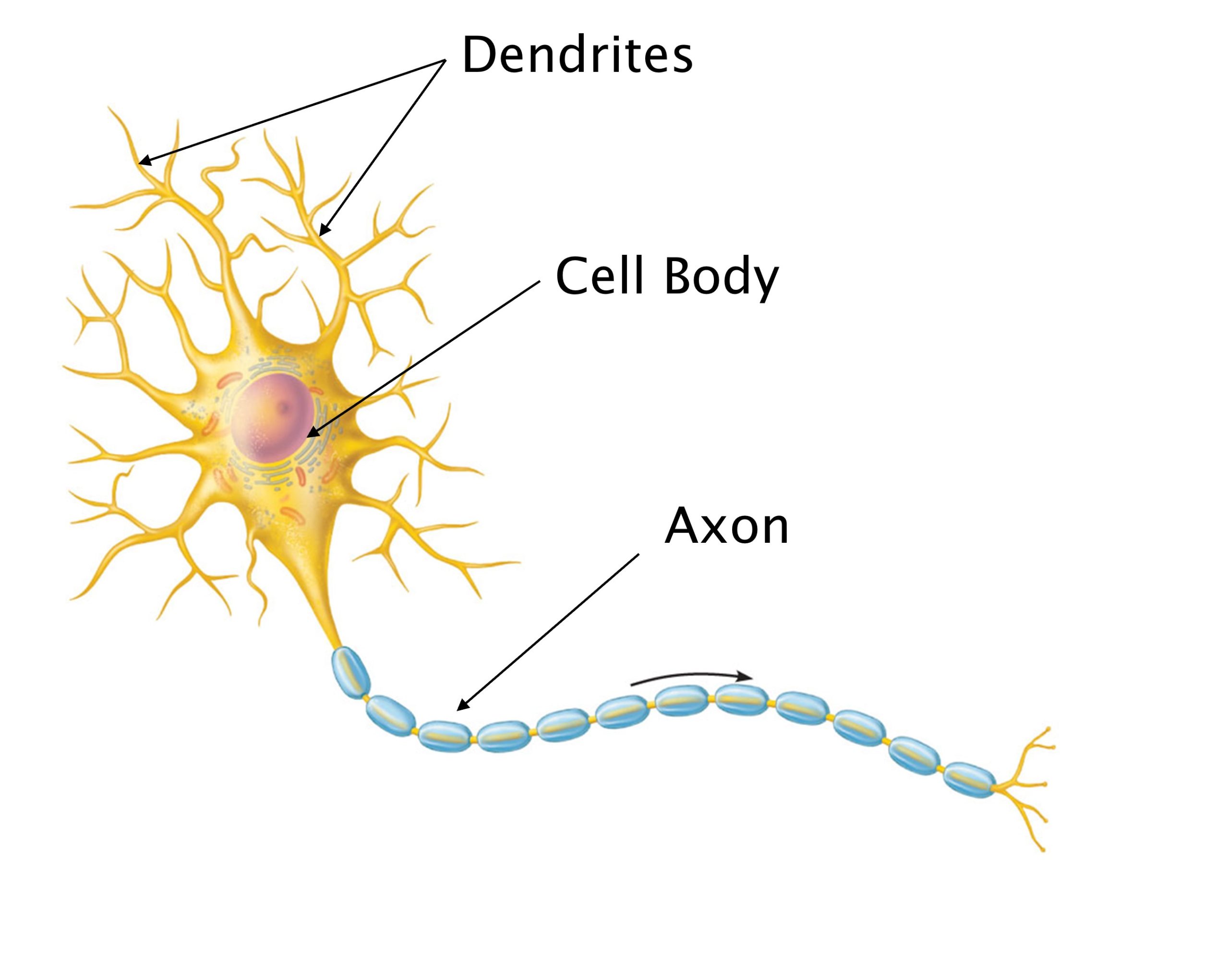 Neural Cell Types – Mind & Motion Anatomy