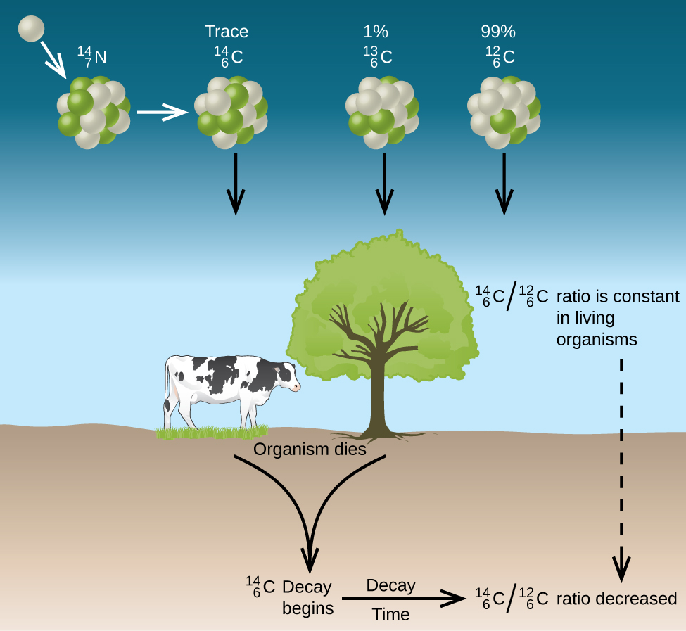 Is the ratio of c-12 to c-14 in carbon dating?