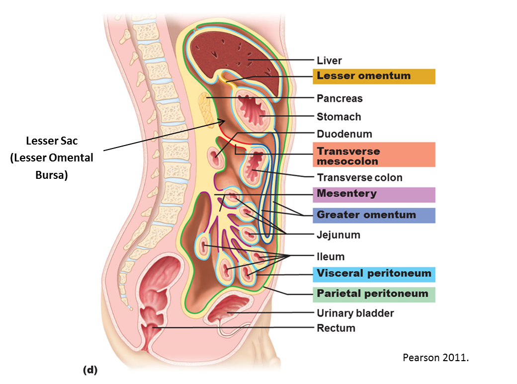 colon anatomy netter