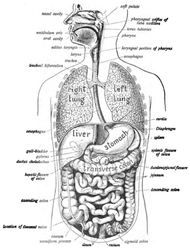 Cover image for Food, Fasting, and Fitness Anatomy