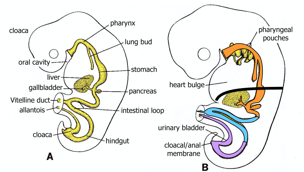 Development of Organs and Mesenteries of the Digestive System – Food ...