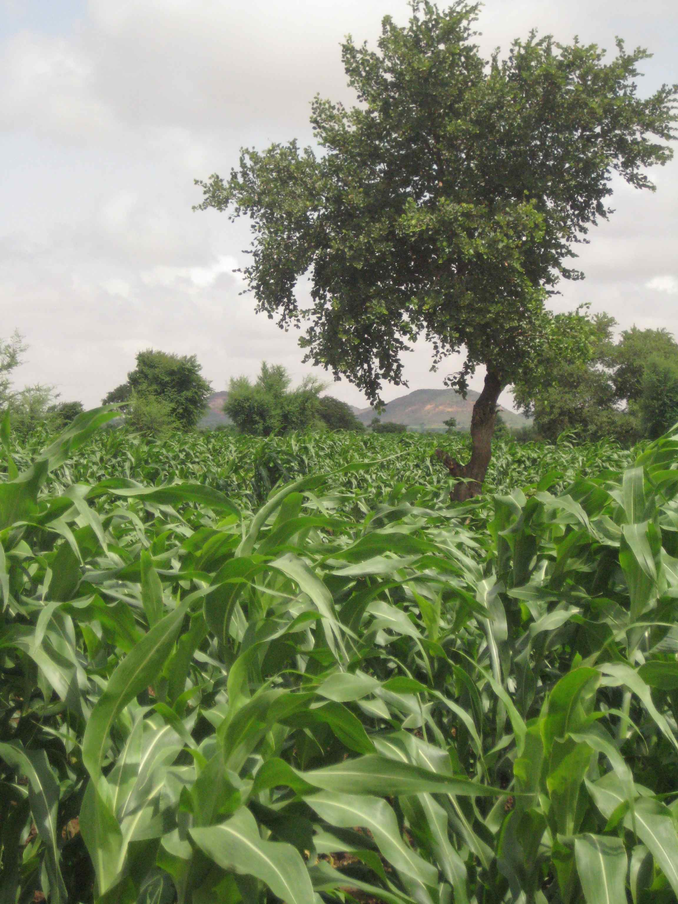 Tree in a sea of sorghum stalks