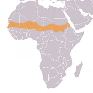 Map of Africa with an orange band spanning the continent representing the Sahel region.