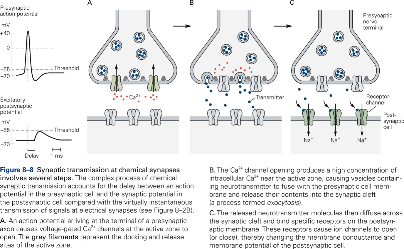 Chemical Synapse Steps
