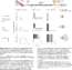 How information is transmitted between neurons | Synaptic transmission ...