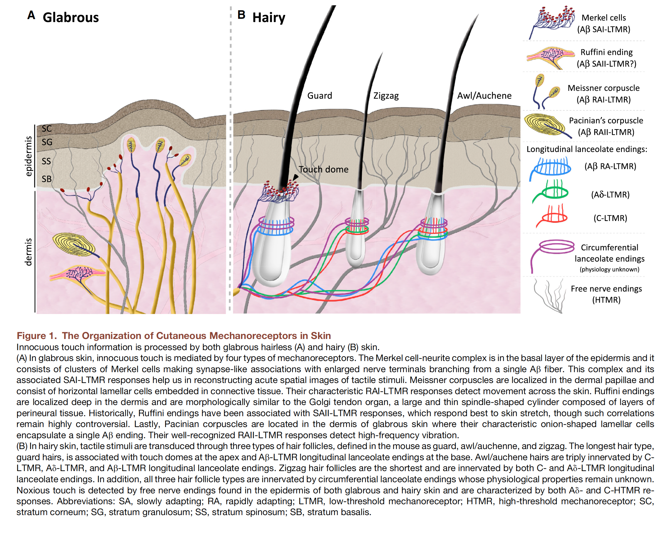 Diagram of cutaneous mechanoreceptors.