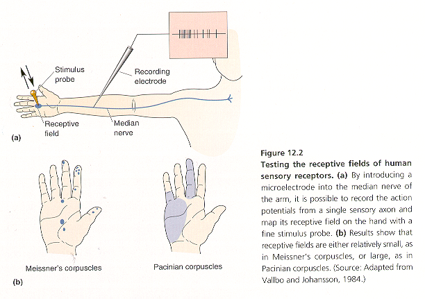 Diagram illustrating mapping of receptive fields of primary somatosensory afferent fibers in human subjects.