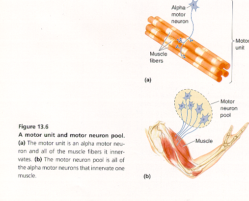Diagram of a motor unit and motor neuron pool.