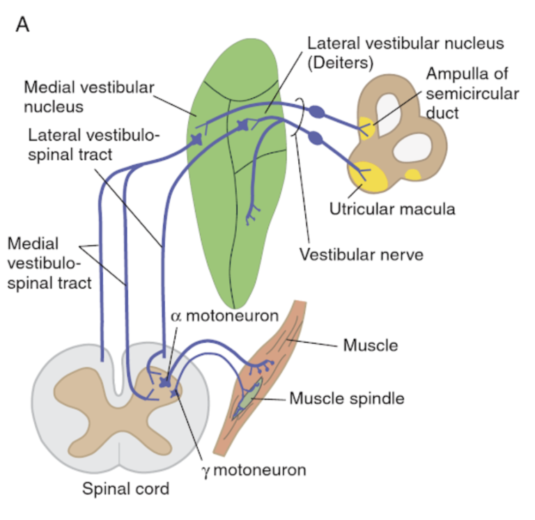 Vestibular System – KINES 200: Introductory Neuroscience