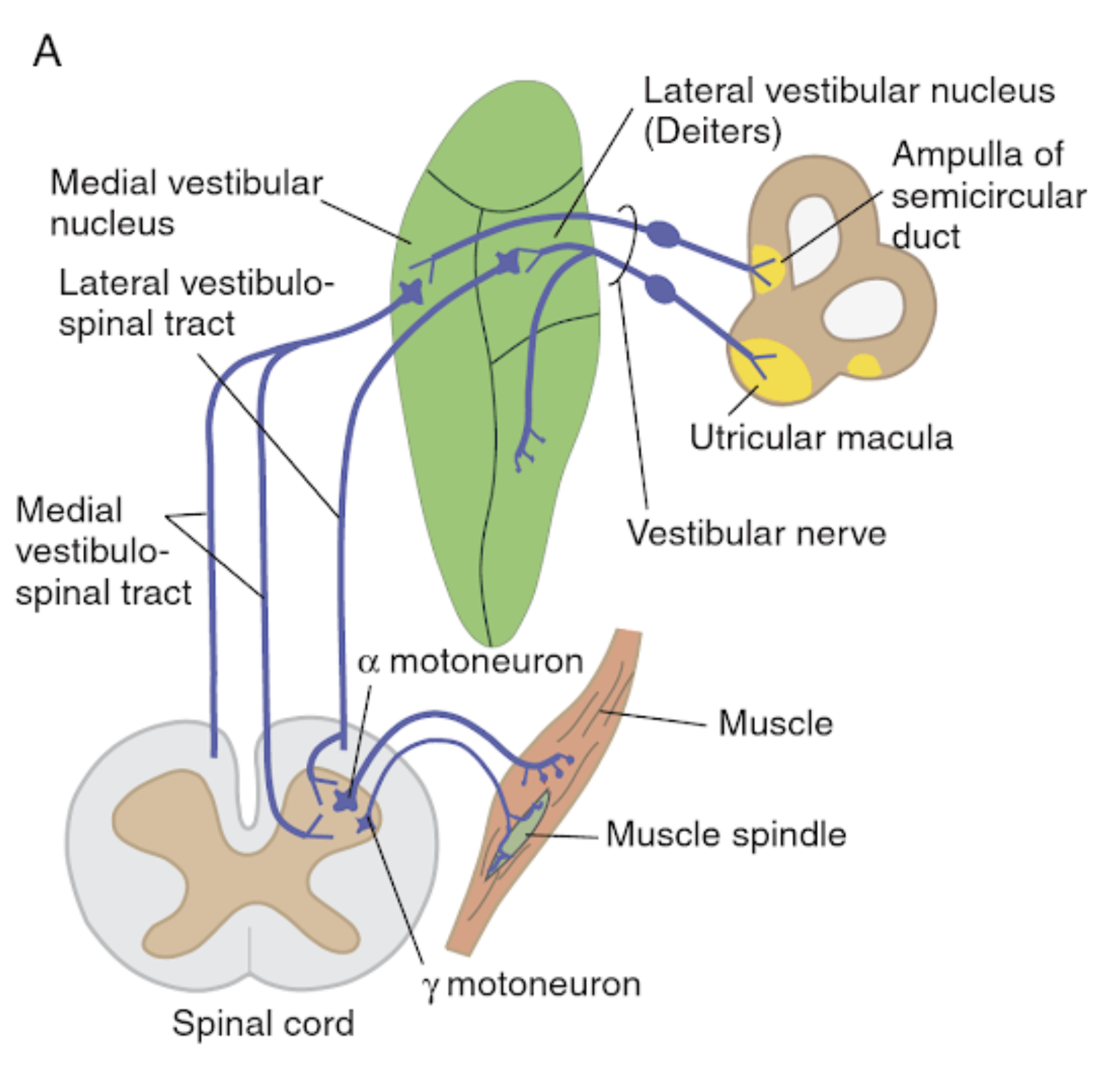 Vestibular System KINES 200 Introductory Neuroscience