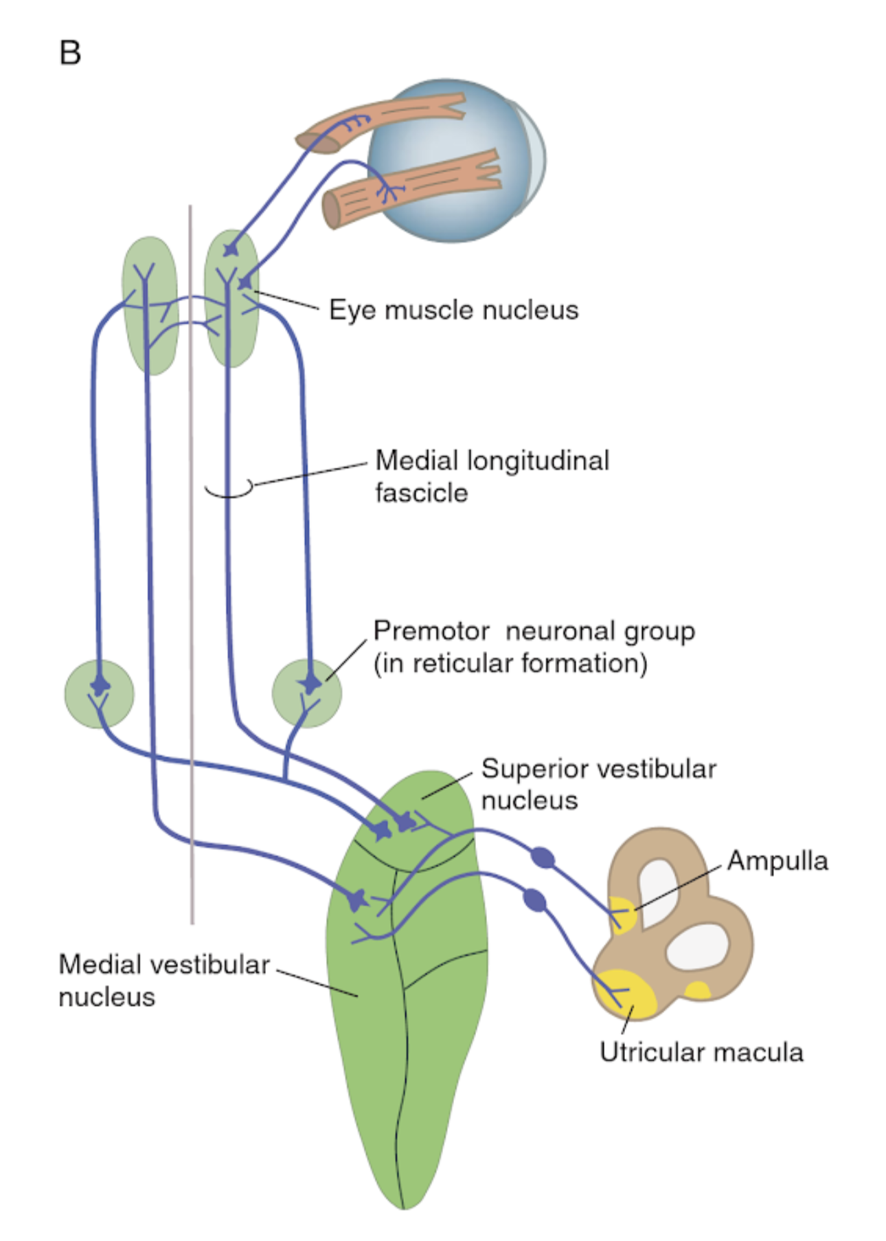 Vestibular System KINES 200 Introductory Neuroscience