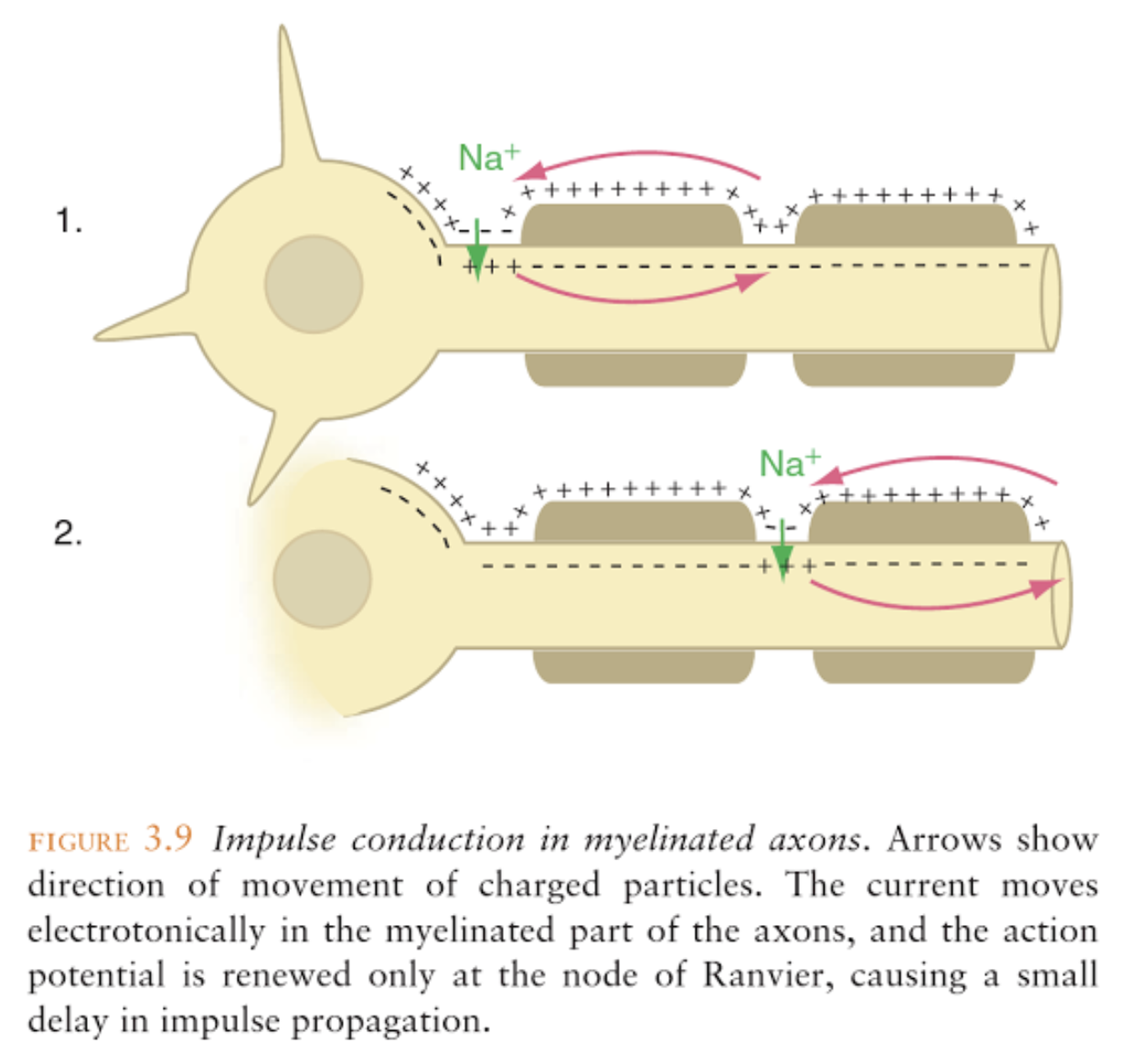 Diagram showing impulse conduction in unmyelinated axons