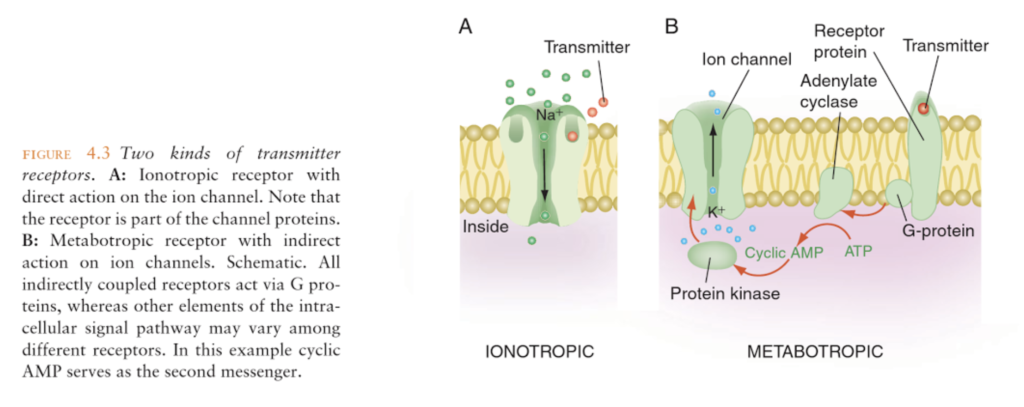Diagram of two kinds of postsynaptic receptors