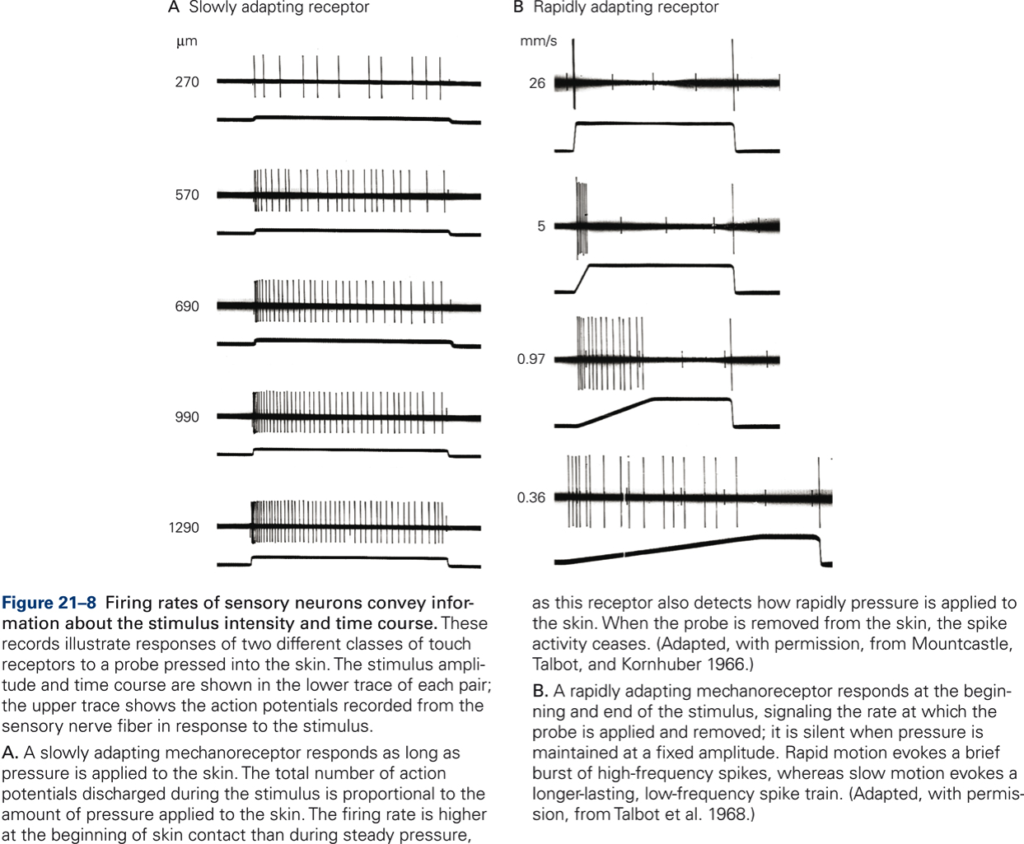 Common dynamical features of sensory adaptation in photoreceptors and  olfactory sensory neurons