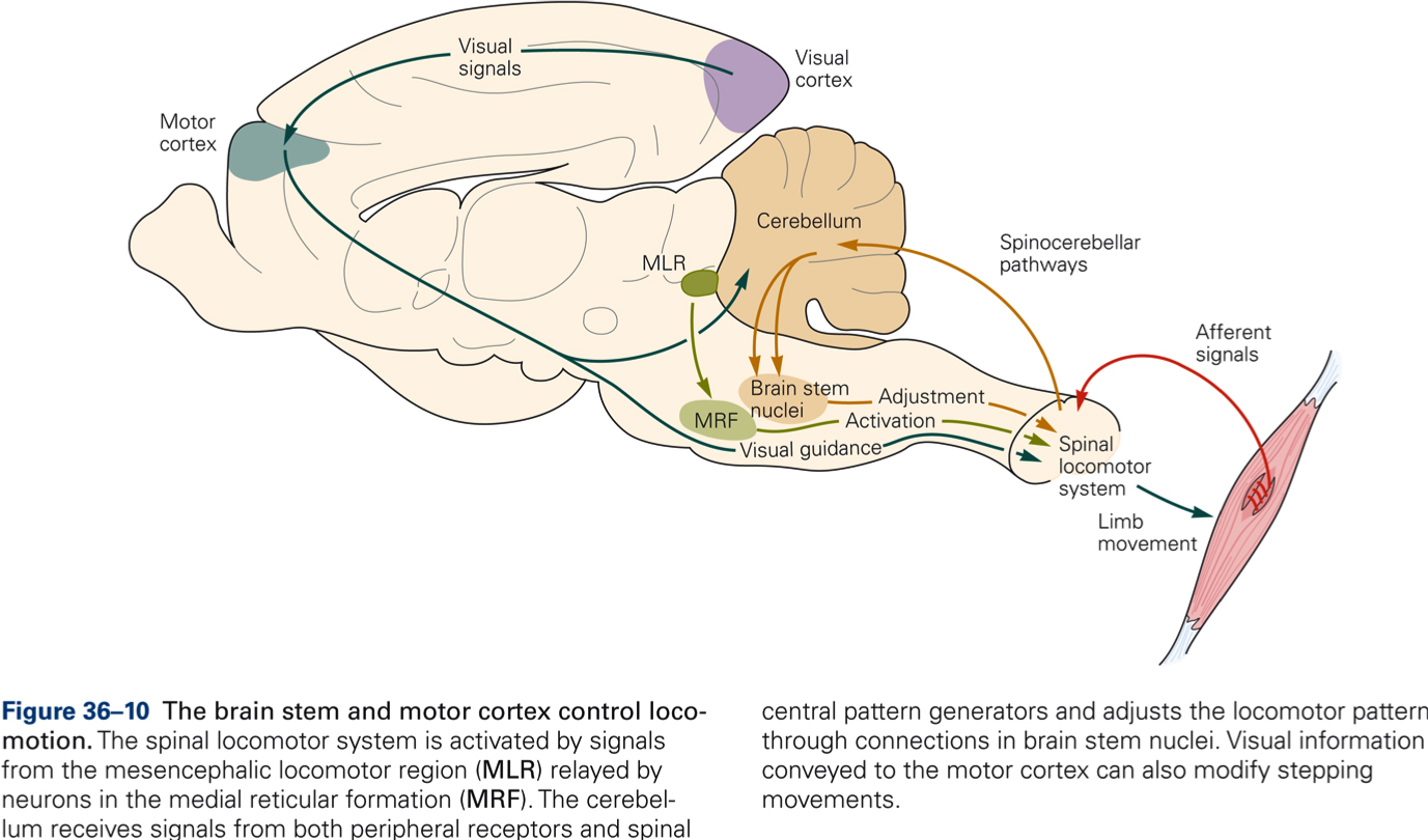 Locomotion – KINES 200: Introductory Neuroscience