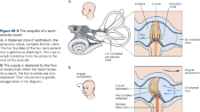 Vestibular System – KINES 200: Introductory Neuroscience