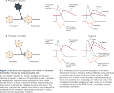 Neural Integration – KINES 200: Introductory Neuroscience