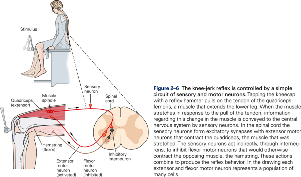 Diagram of the spinal circuit of the knee jerk reflex.