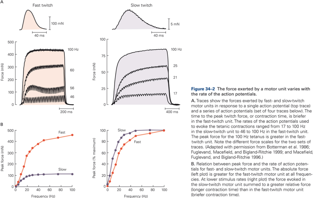 Diagram of the relation between force exerted by a motor unit and firing rate.