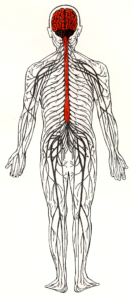 Diagram of the human nervous system, including CNS and PNS.