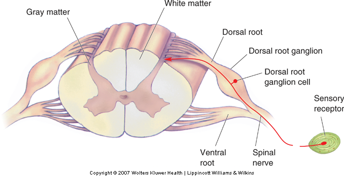 Diagram of a cross section of spinal cord showing the organization of a spinal nerve.