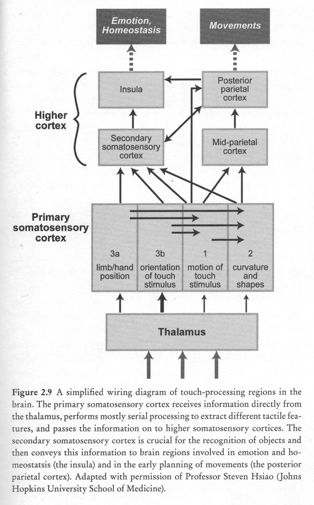 Simplified diagram of brain regions that process touch information.