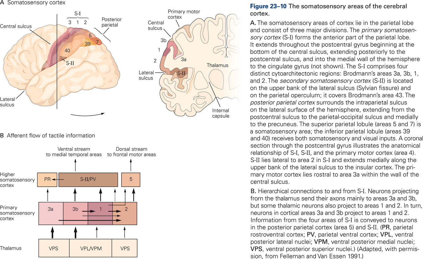 Diagram of somatosensory areas of the cerebral cortex