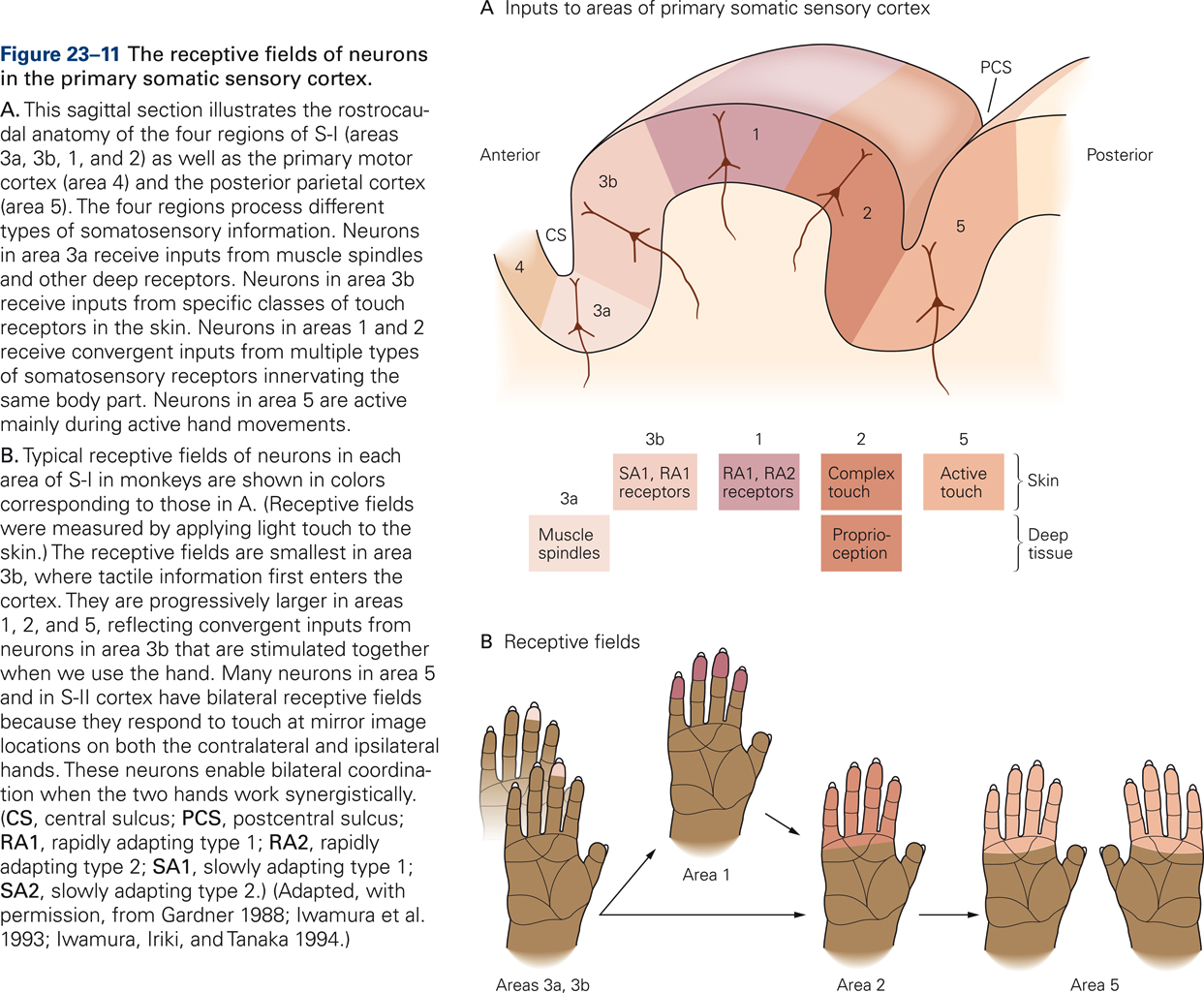 Diagram showing receptive fields of neurons in the primary somatosensory cortex.