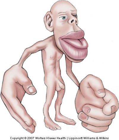 Homunculus, representing somatotopic organization in the primary somatosensory cortex.