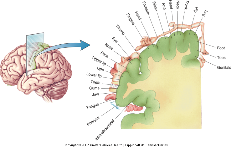 Primary Somatosensory Cortex