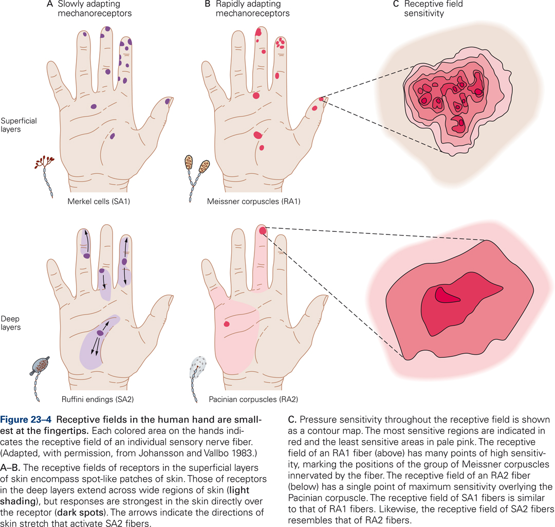 Diagram of receptive fields of cutaneous receptors in the human hand.