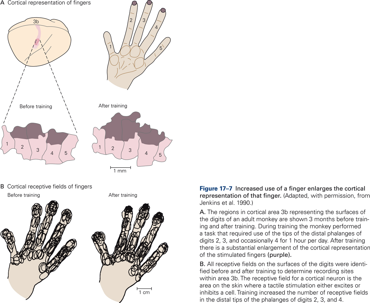 Diagram illustrating that the somatotopic organization of somatosensory cortex is use-dependent.