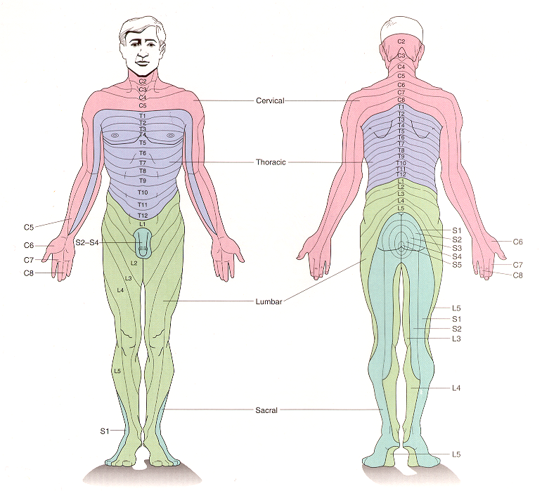 Diagram of dermatome maps of the human body.