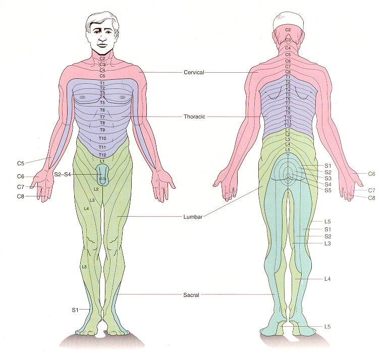 Somatosensory Pathways – KINES 200: Introductory Neuroscience