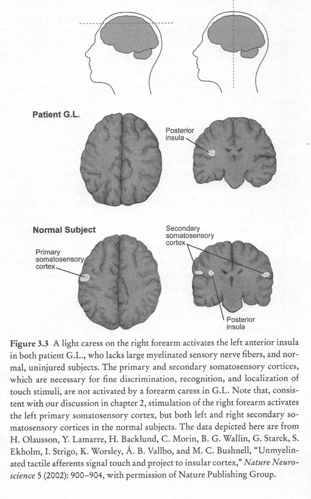 secondary somatosensory cortex