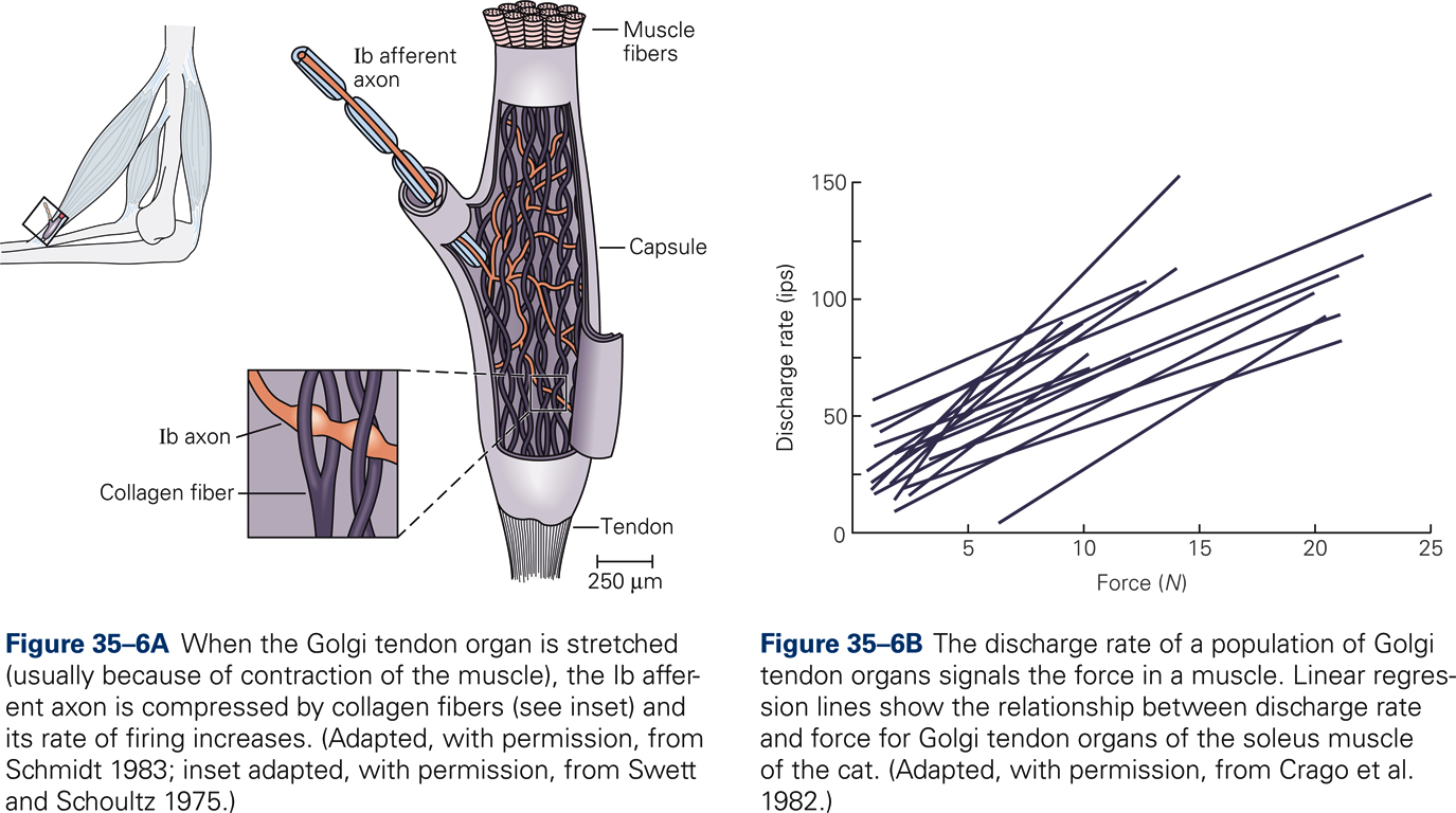 Diagram illustrating structure and function of a Golgi tendon organ.